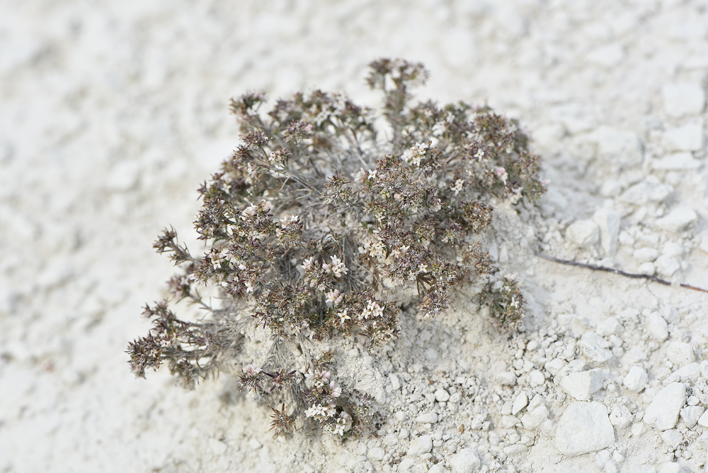 Image of genus Asperula specimen.