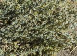 род Artemisia