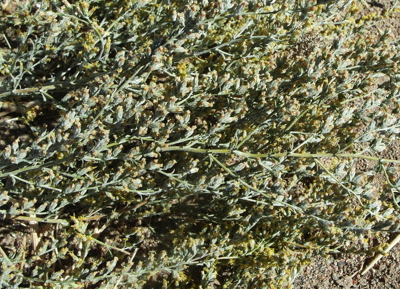 Image of genus Artemisia specimen.