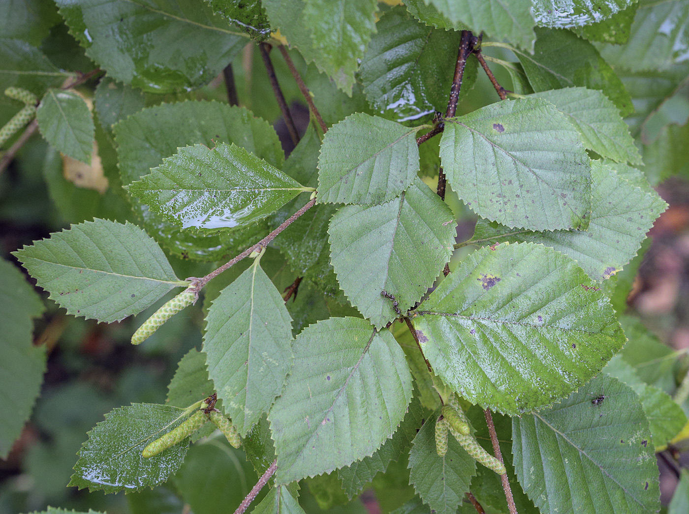 Изображение особи Betula ovalifolia.