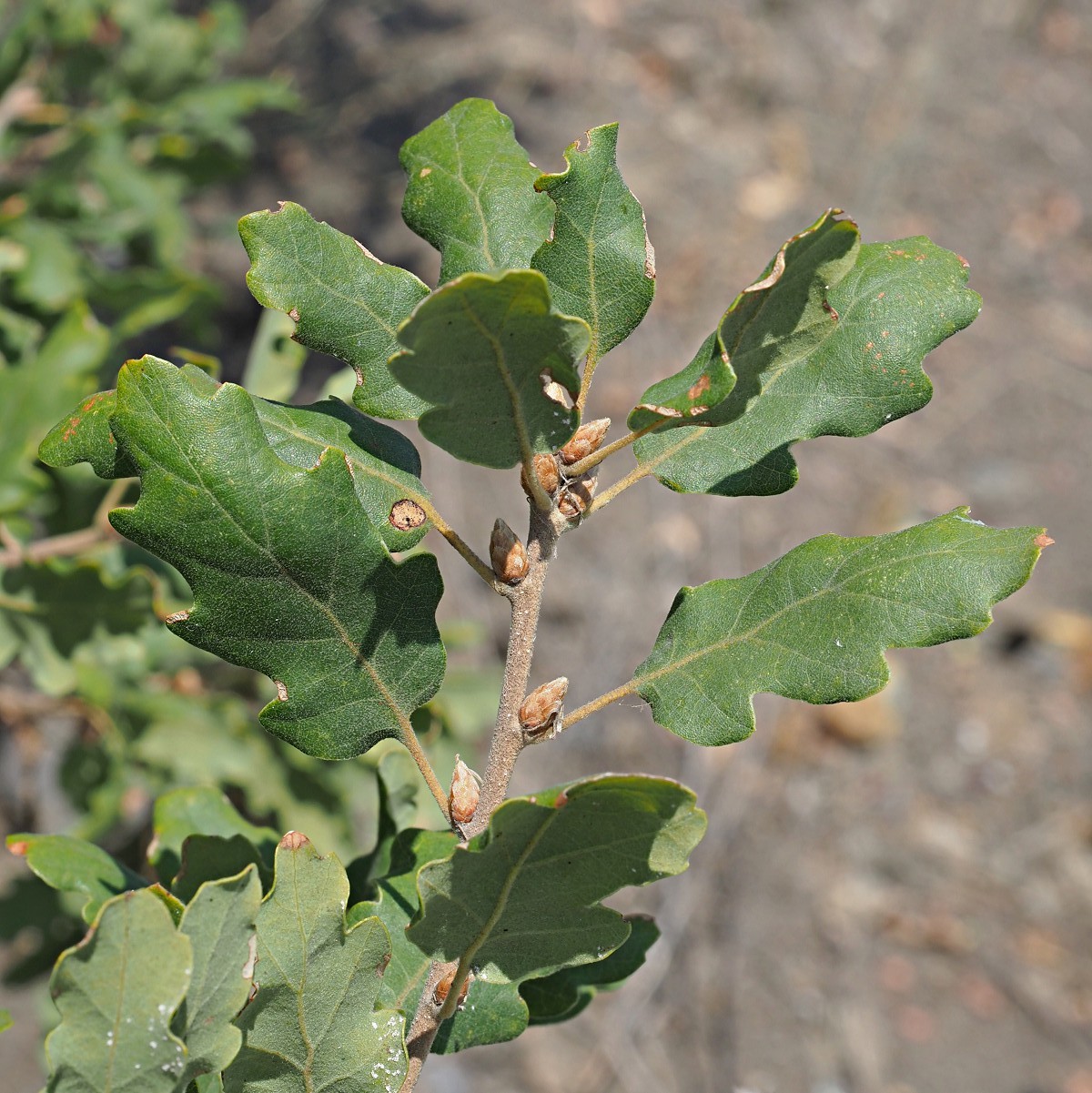 Изображение особи Quercus pubescens.