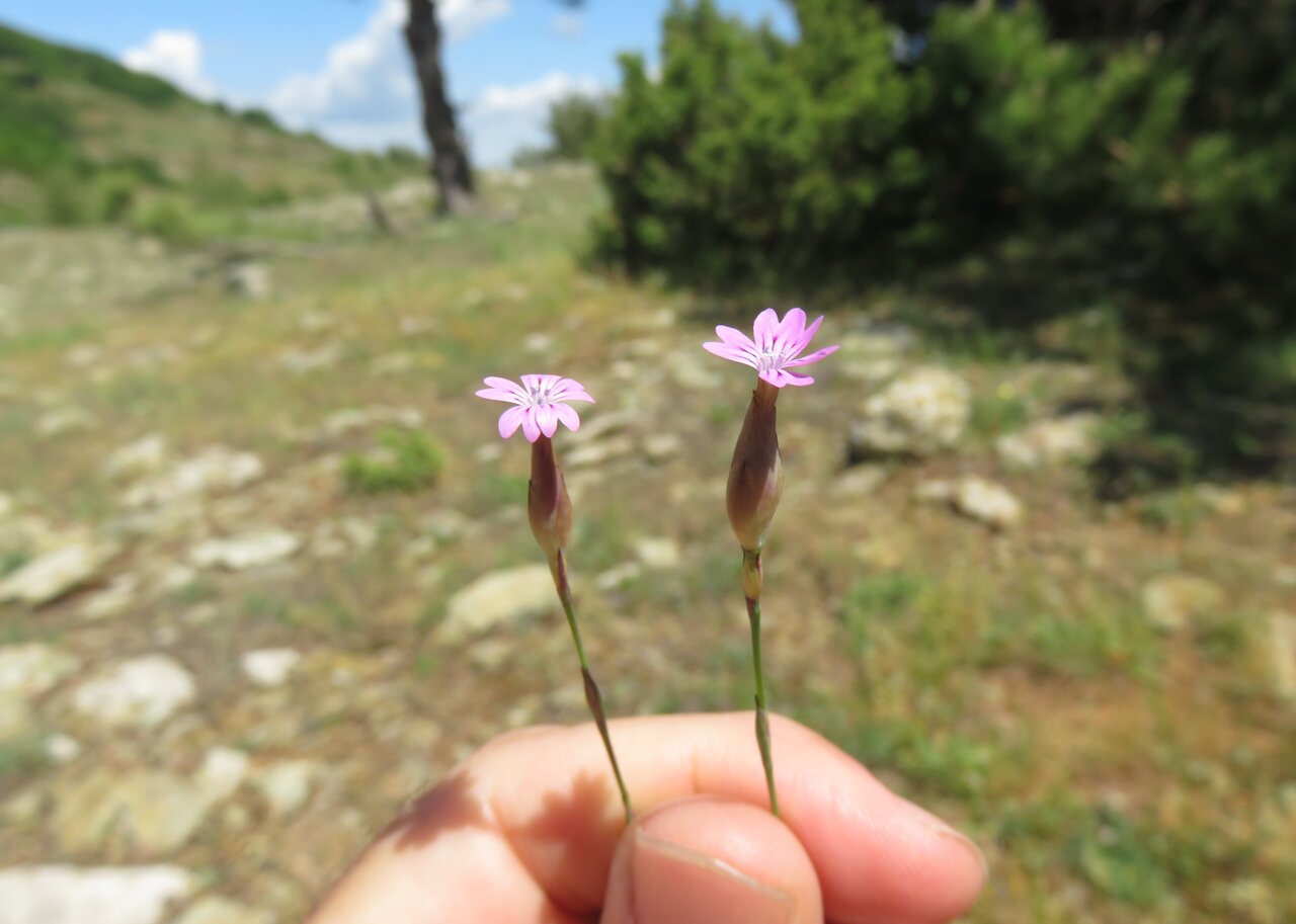 Image of Petrorhagia dubia specimen.