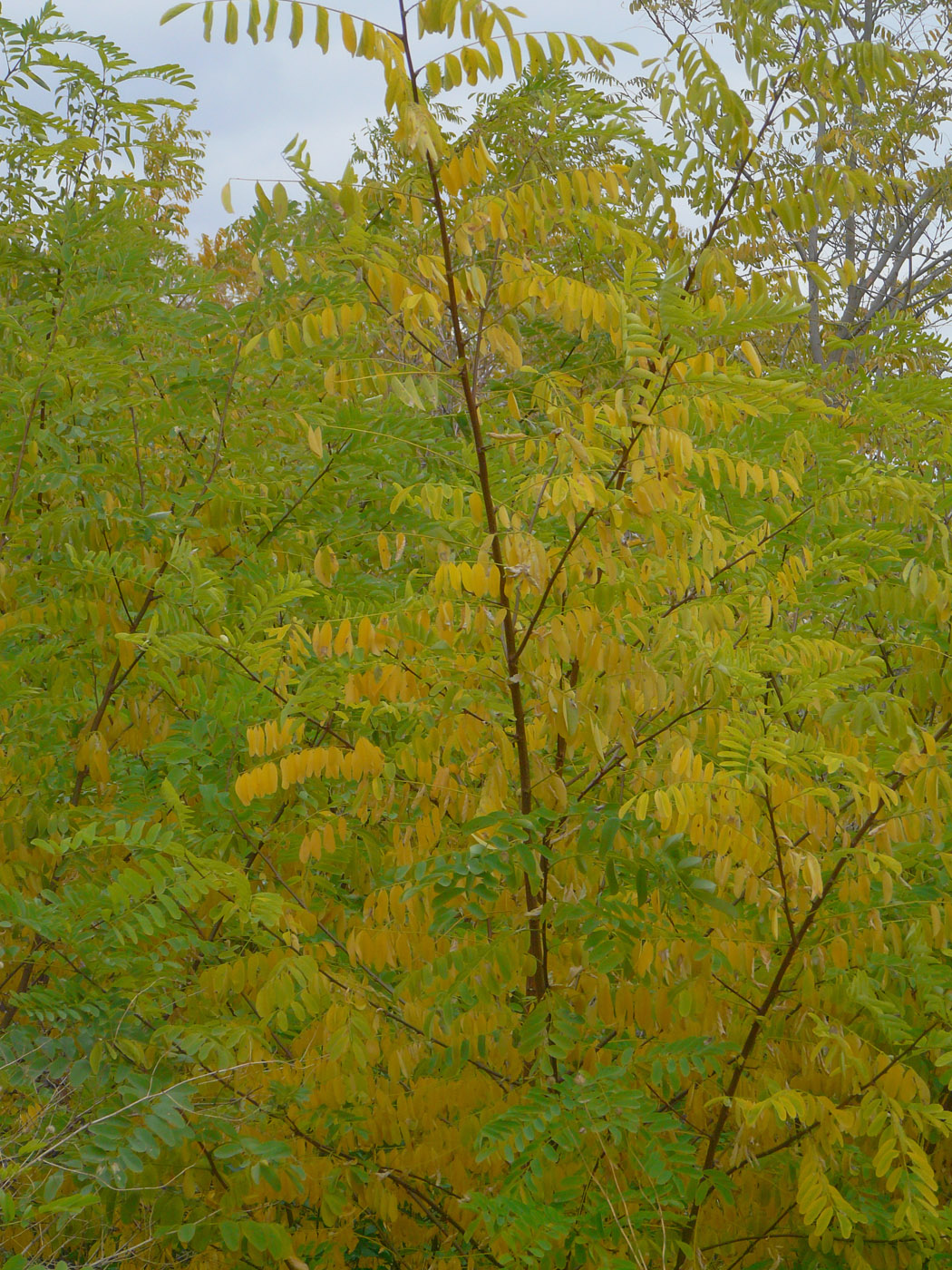 Image of Robinia pseudoacacia specimen.