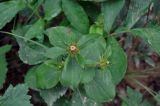 Atractylodes ovata