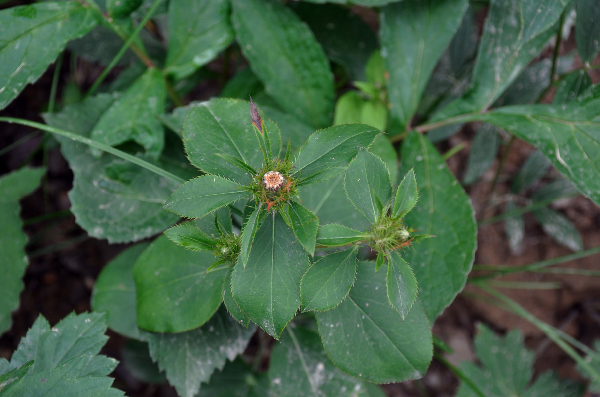 Изображение особи Atractylodes ovata.