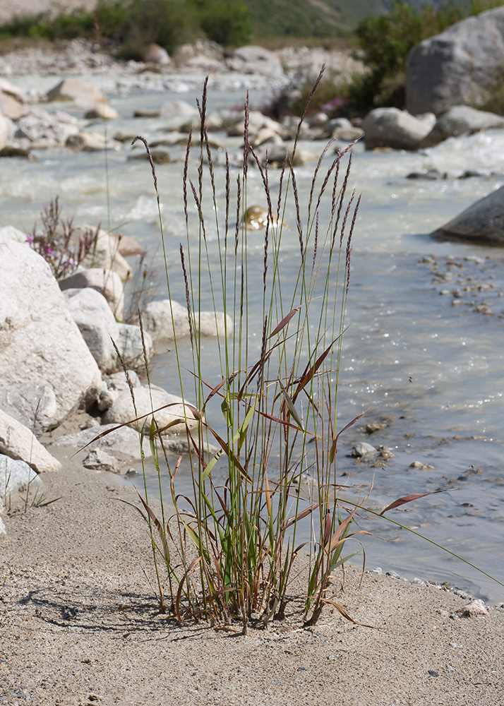 Image of genus Elymus specimen.