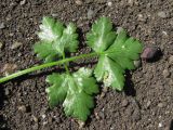 familia Apiaceae. Лист (вид снизу) с яйцекладкой насекомого. Северная Осетия, Пригородный р-н, окр. с. Михайловское, край возделываемого поля. 09.05.2021.