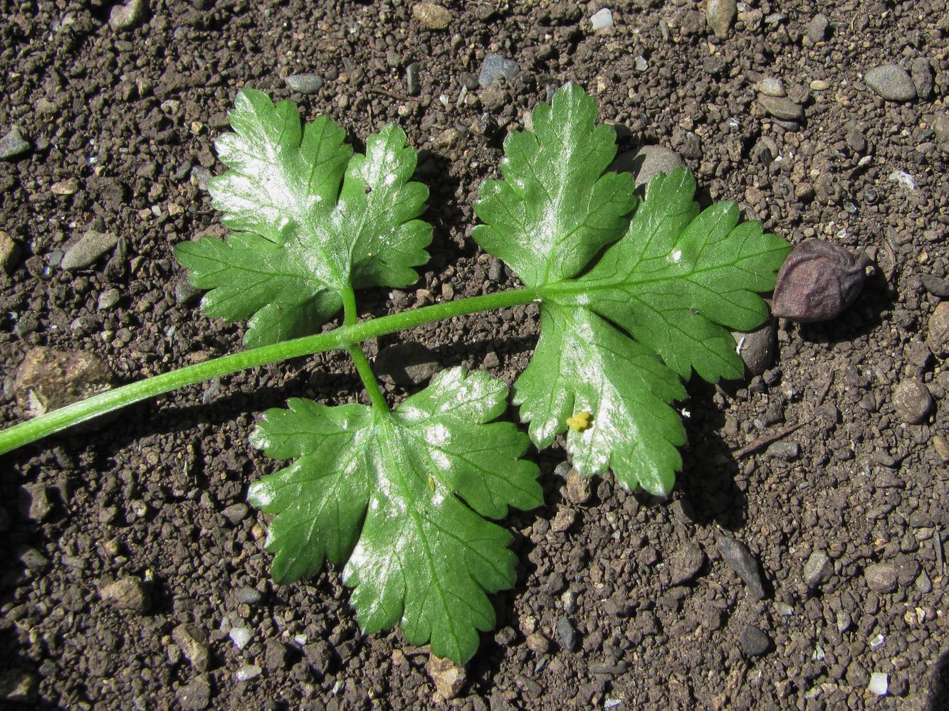 Изображение особи семейство Apiaceae.