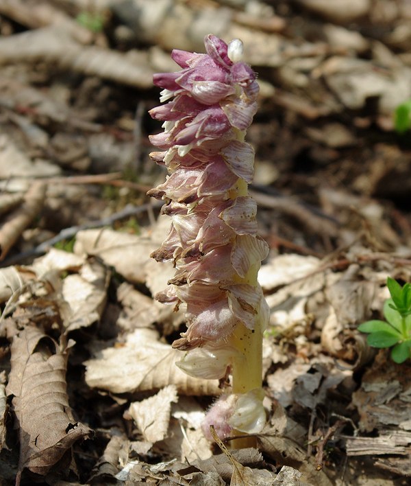 Image of Lathraea squamaria specimen.