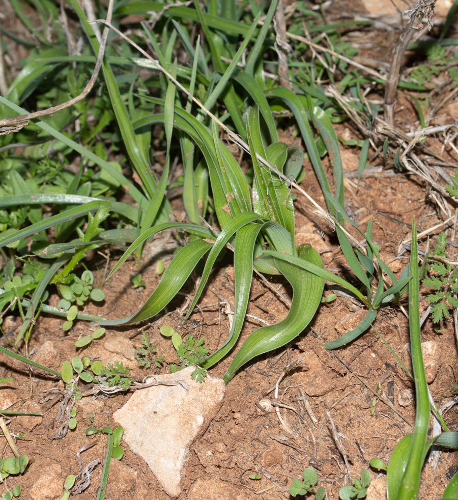 Image of Juno palaestina specimen.