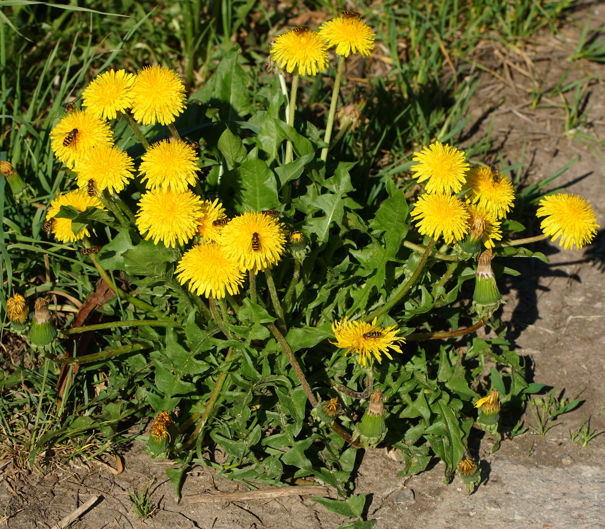 Изображение особи Taraxacum officinale.