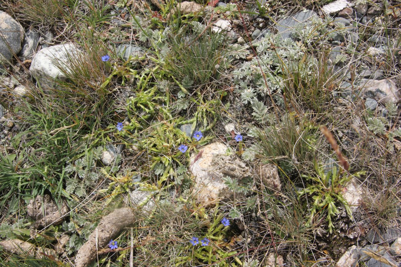 Изображение особи Gentiana pseudoaquatica.