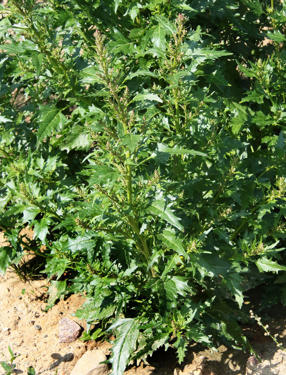 Image of Atriplex sagittata specimen.