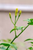 Jasminum mesnyi