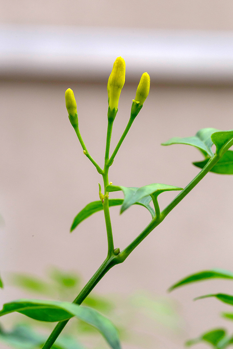 Image of Jasminum mesnyi specimen.