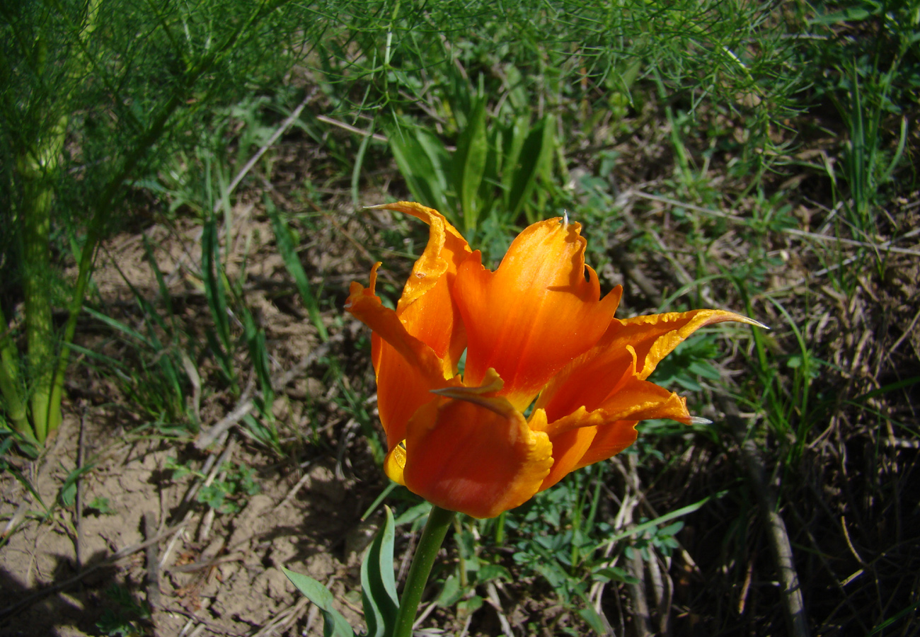 Image of Tulipa greigii specimen.