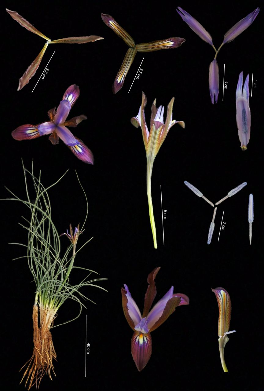 Image of Iris longiscapa specimen.