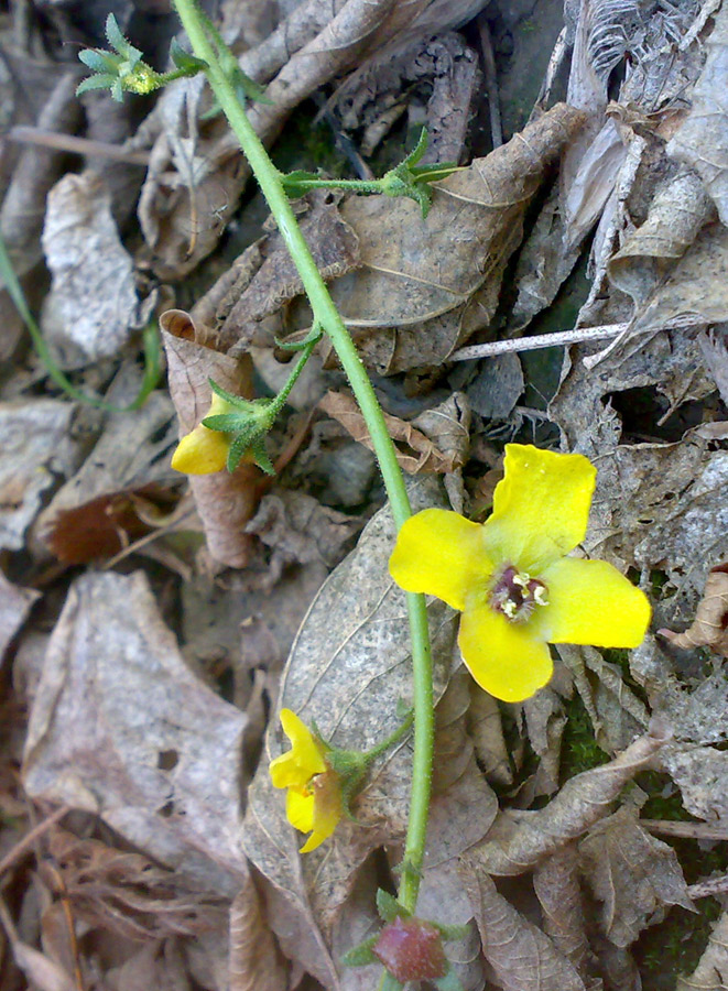 Изображение особи Verbascum blattaria.