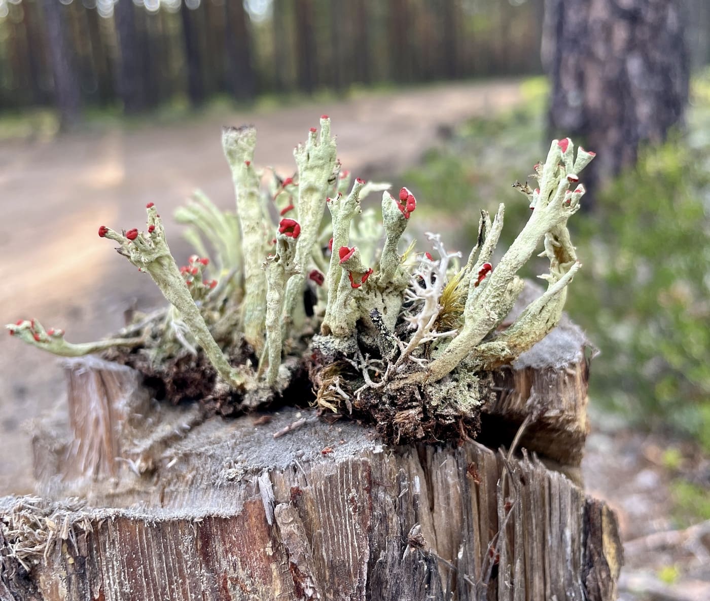 Изображение особи род Cladonia.