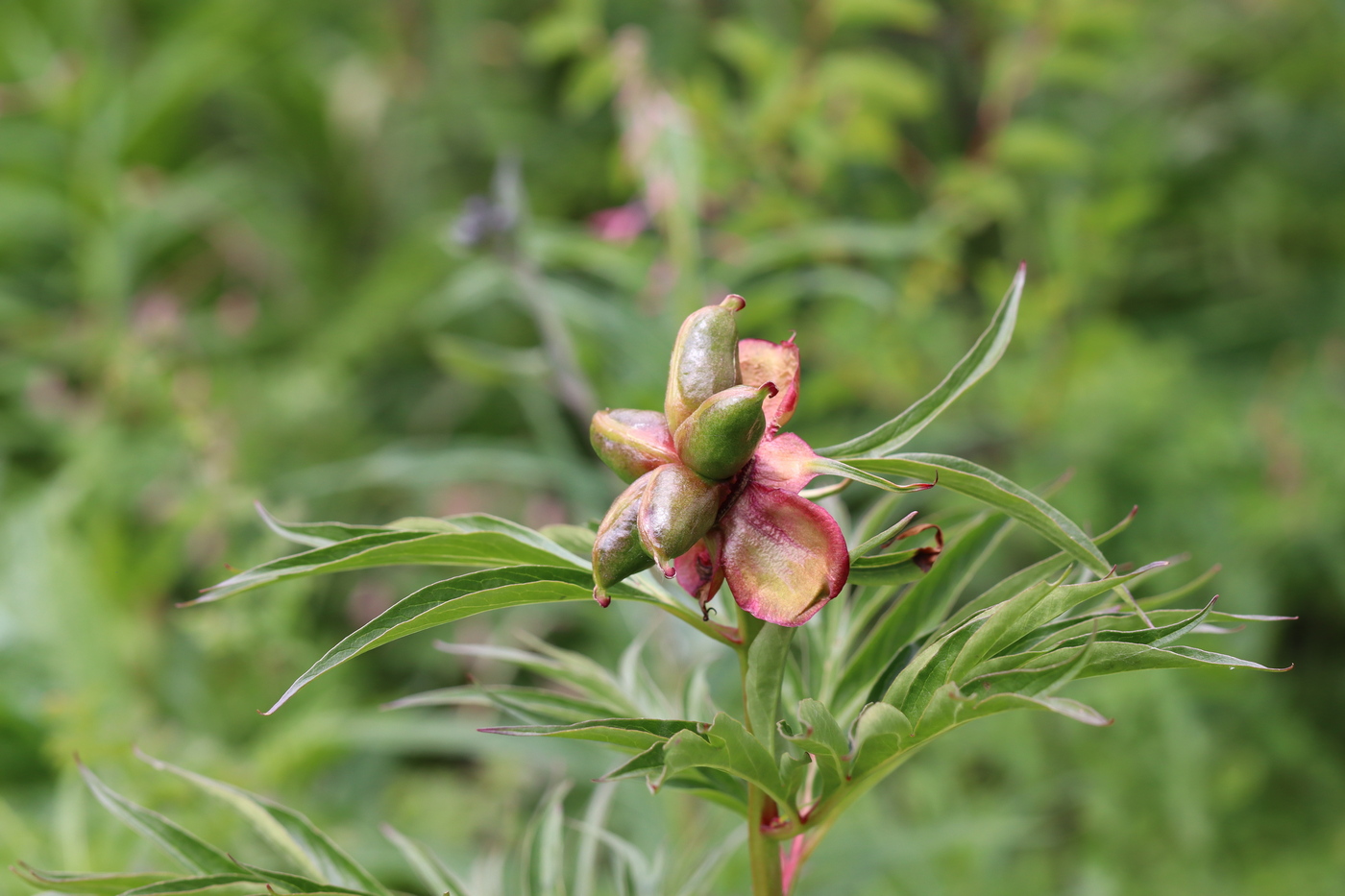 Изображение особи Paeonia anomala.