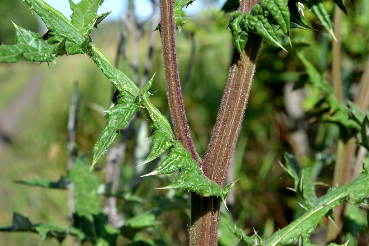 Image of Echinops sphaerocephalus specimen.