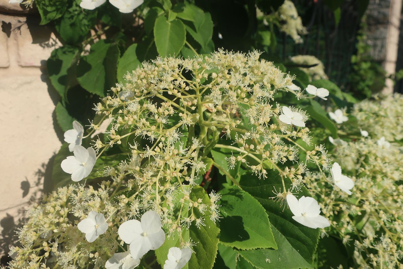 Изображение особи Hydrangea petiolaris.