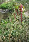 Amaranthus caudatus