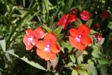 Impatiens hawkeri