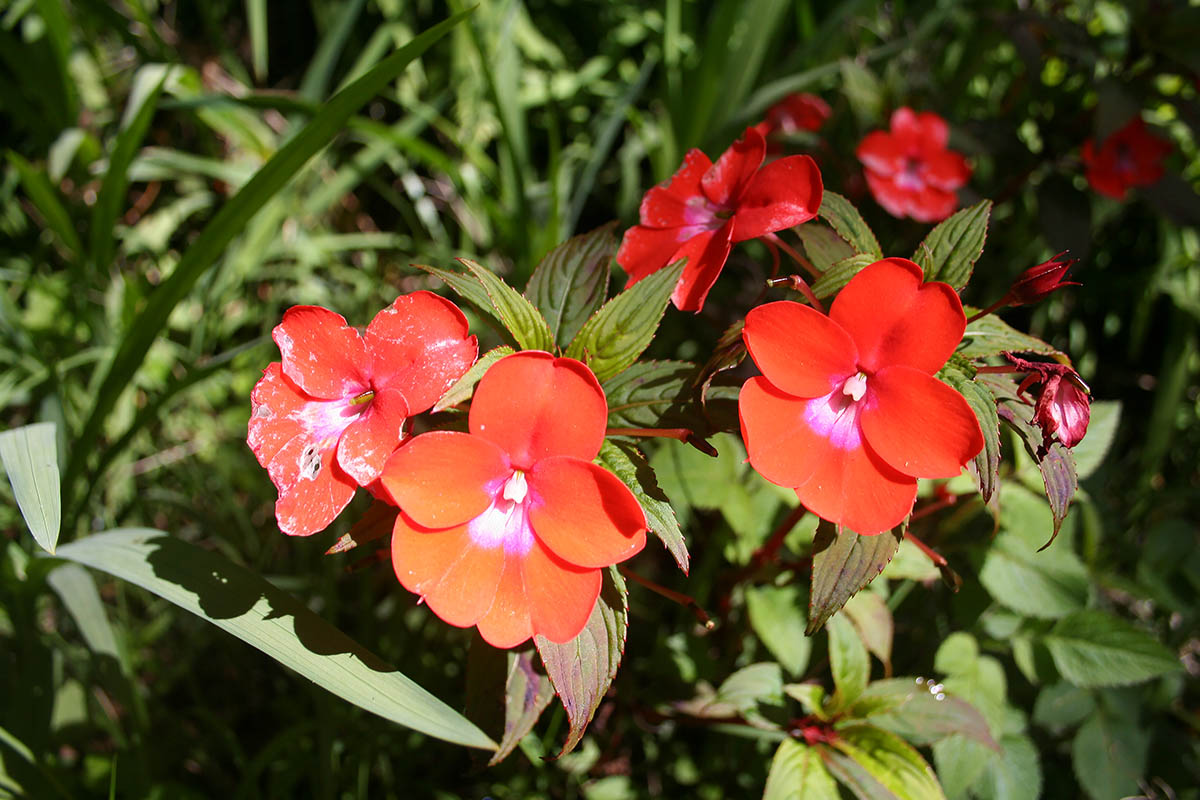 Image of Impatiens hawkeri specimen.