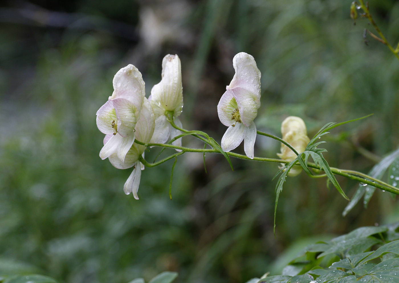 Изображение особи род Aconitum.