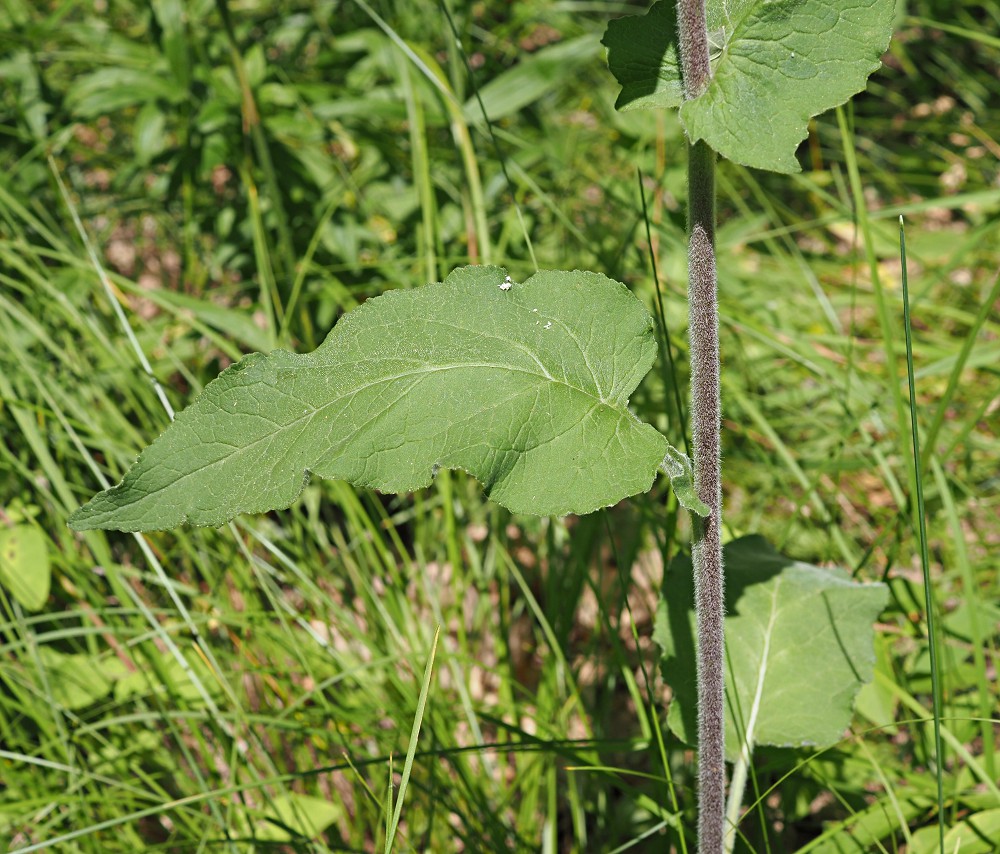 Image of Campanula bononiensis specimen.