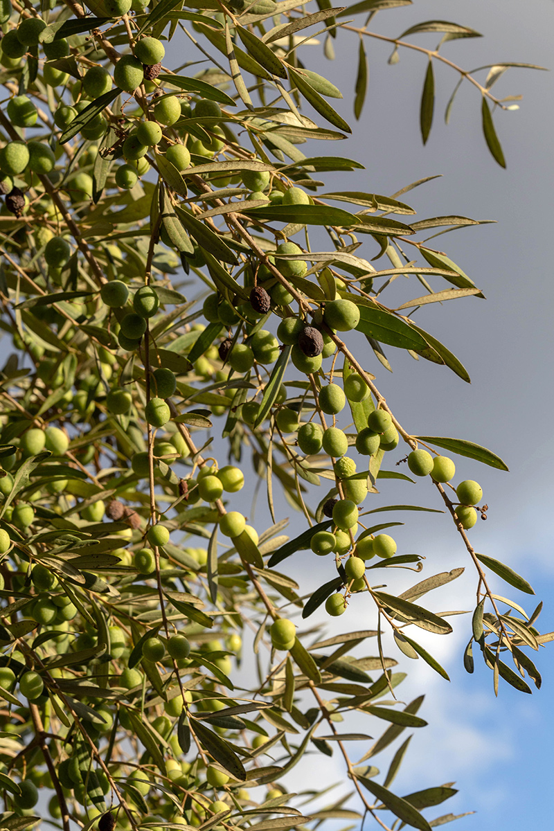 Изображение особи Olea europaea.