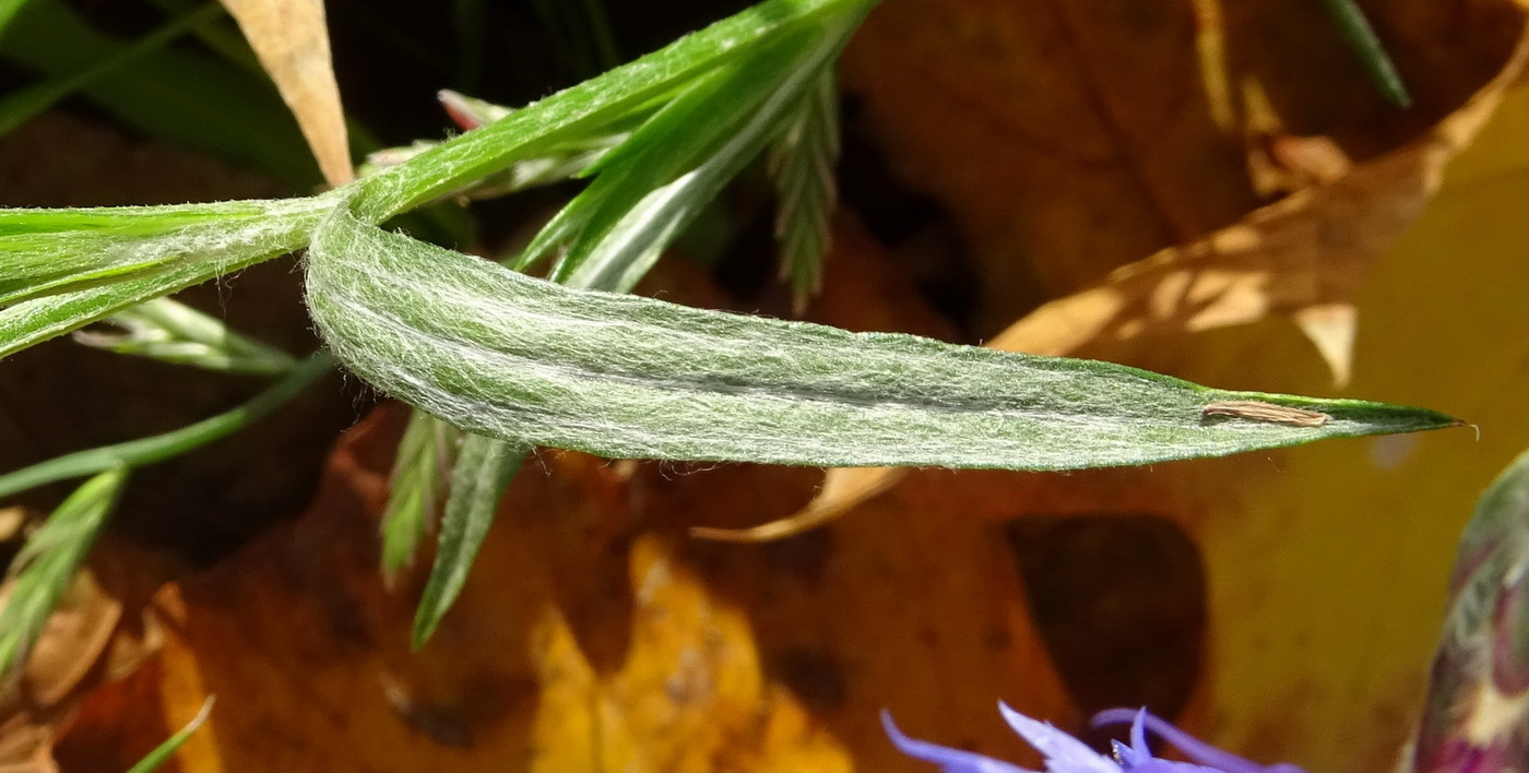 Image of Centaurea cyanus specimen.