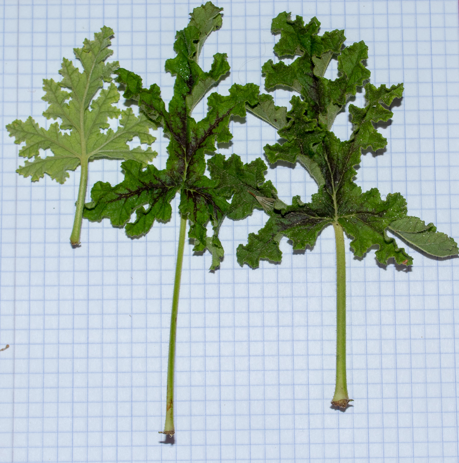 Image of Pelargonium quercifolium specimen.