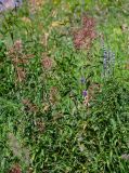 Aconogonon alpinum