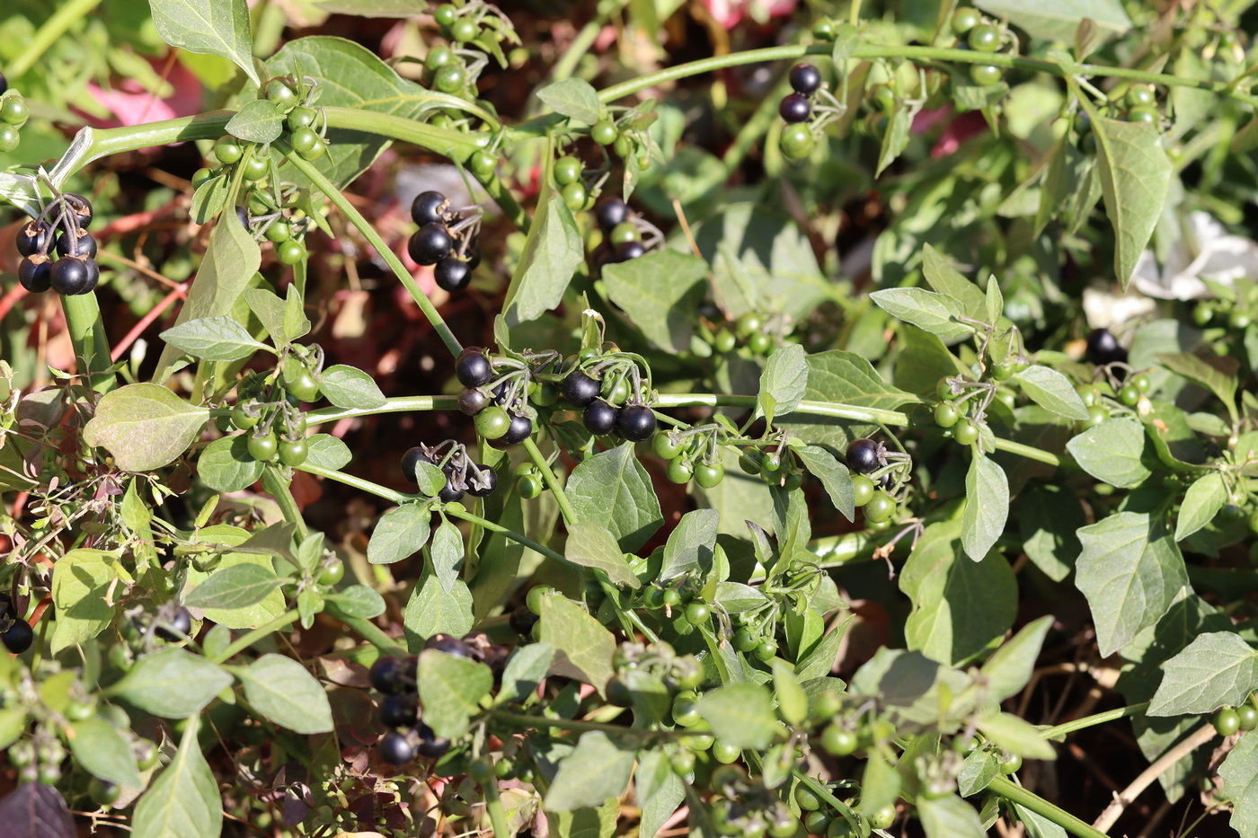 Изображение особи Solanum nigrum.