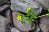 род Potentilla. Верхушка побега с соцветием. Хабаровский край, р-н им. Полины Осипенко, долина р. Нилан, прибрежный галечник. 17.07.2021.