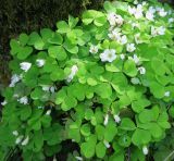 Oxalis acetosella. Цветки и листья. Московская обл., г. Королёв, мкр. Текстильщик, ул. Калининградская, Старое Болшевское кладбище, на замшелом стволе старой берёзы. 16.05.2021.