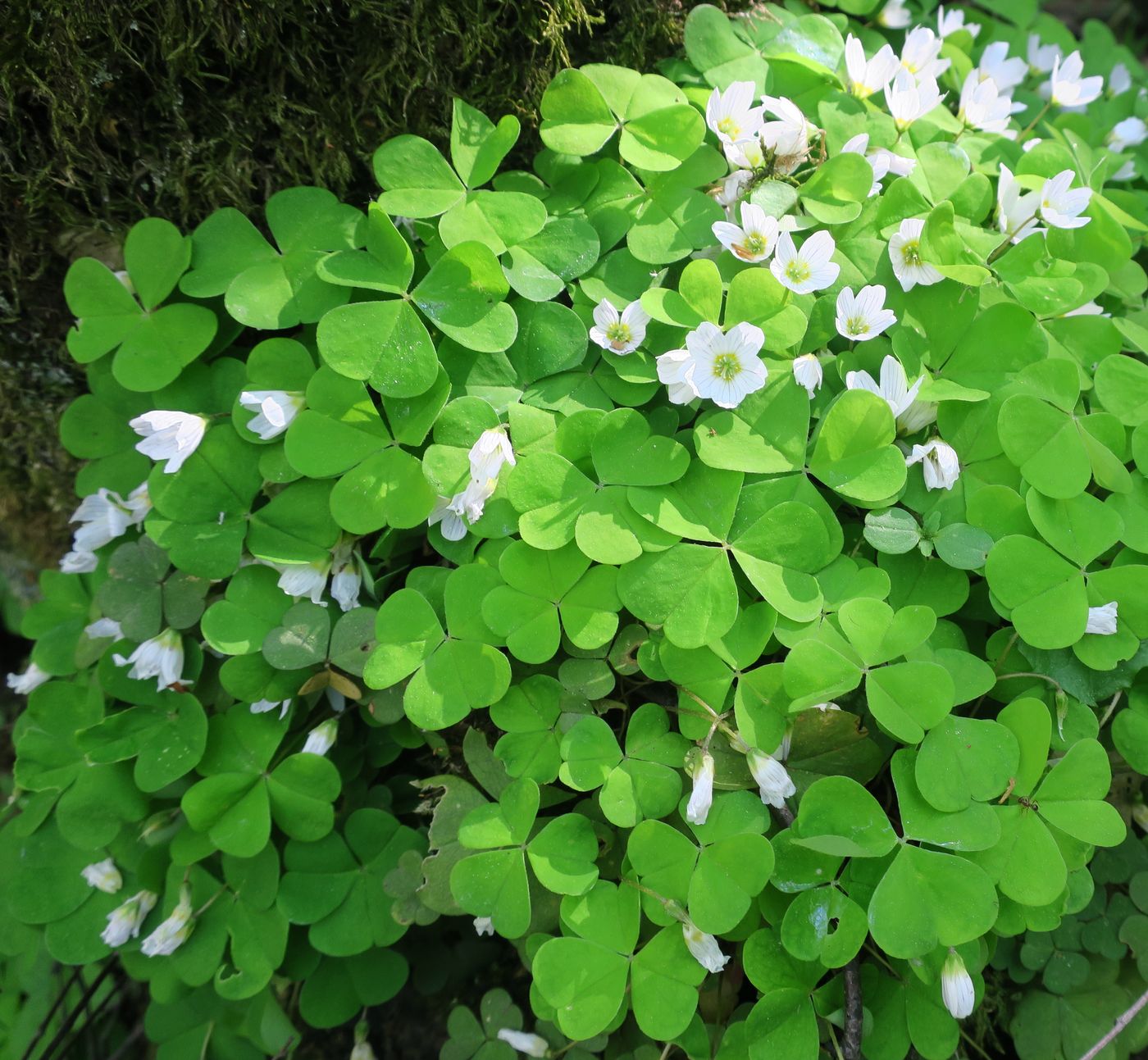 Image of Oxalis acetosella specimen.