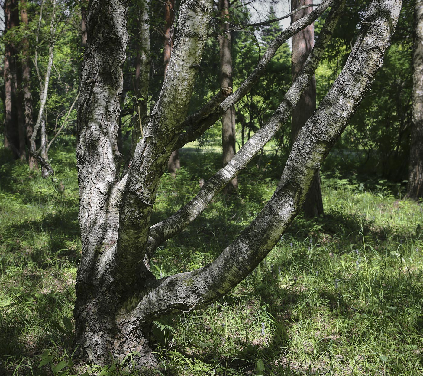 Изображение особи Betula pendula var. carelica.