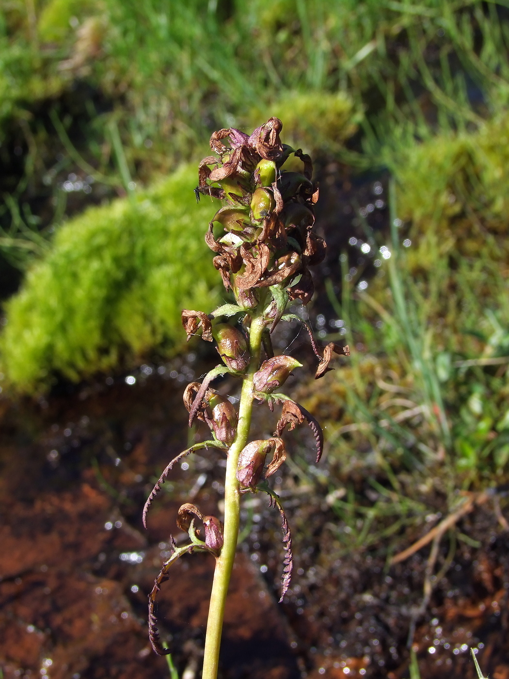 Image of Pedicularis nasuta specimen.