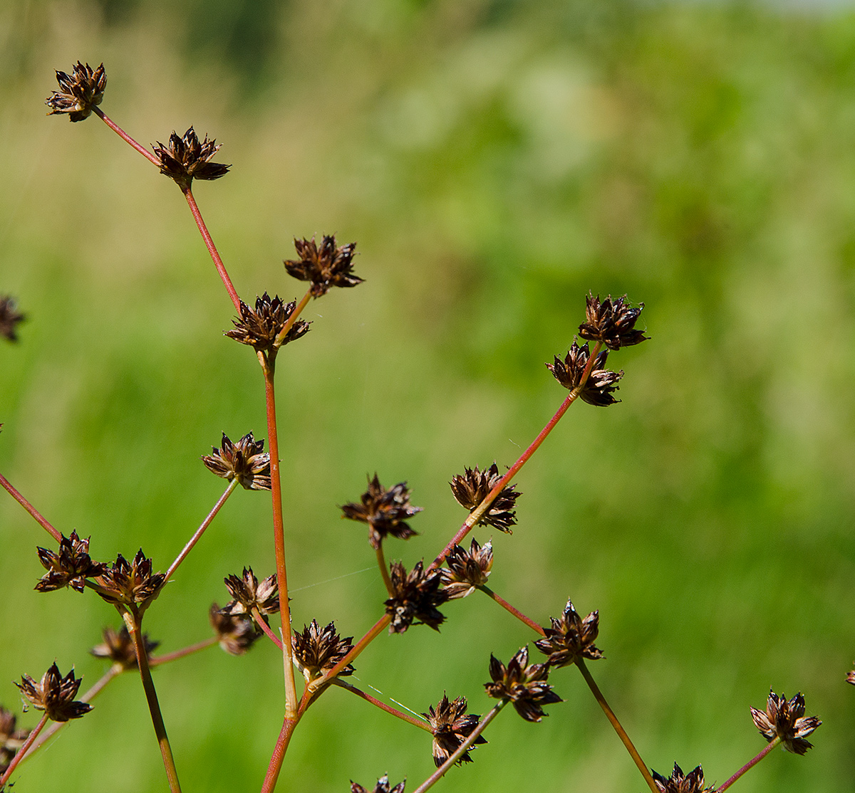 Изображение особи Juncus articulatus.