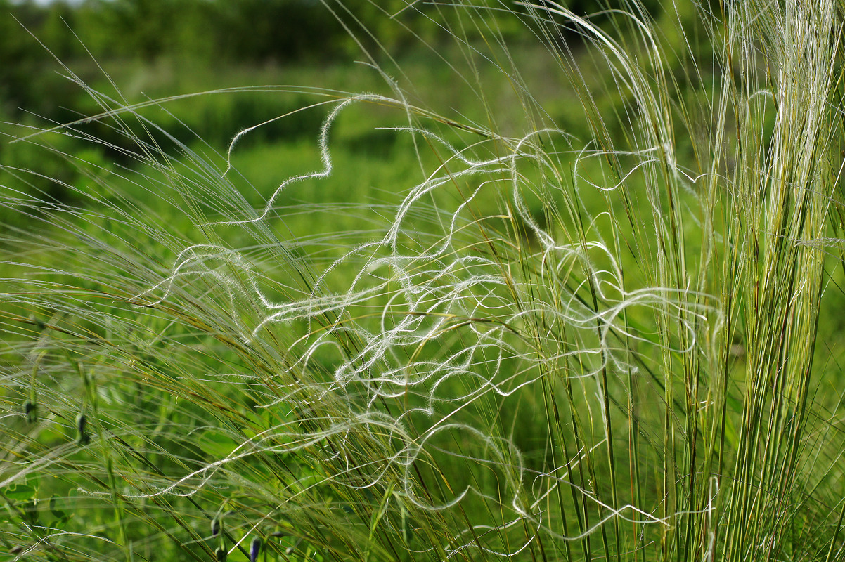 Image of Stipa lessingiana specimen.