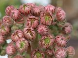 Смотреть изображение Sempervivum tectorum