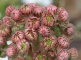 Sempervivum tectorum. Распускающиеся цветки. Томская обл., г. Томск, Академгородок, в культуре. 23.06.2022.