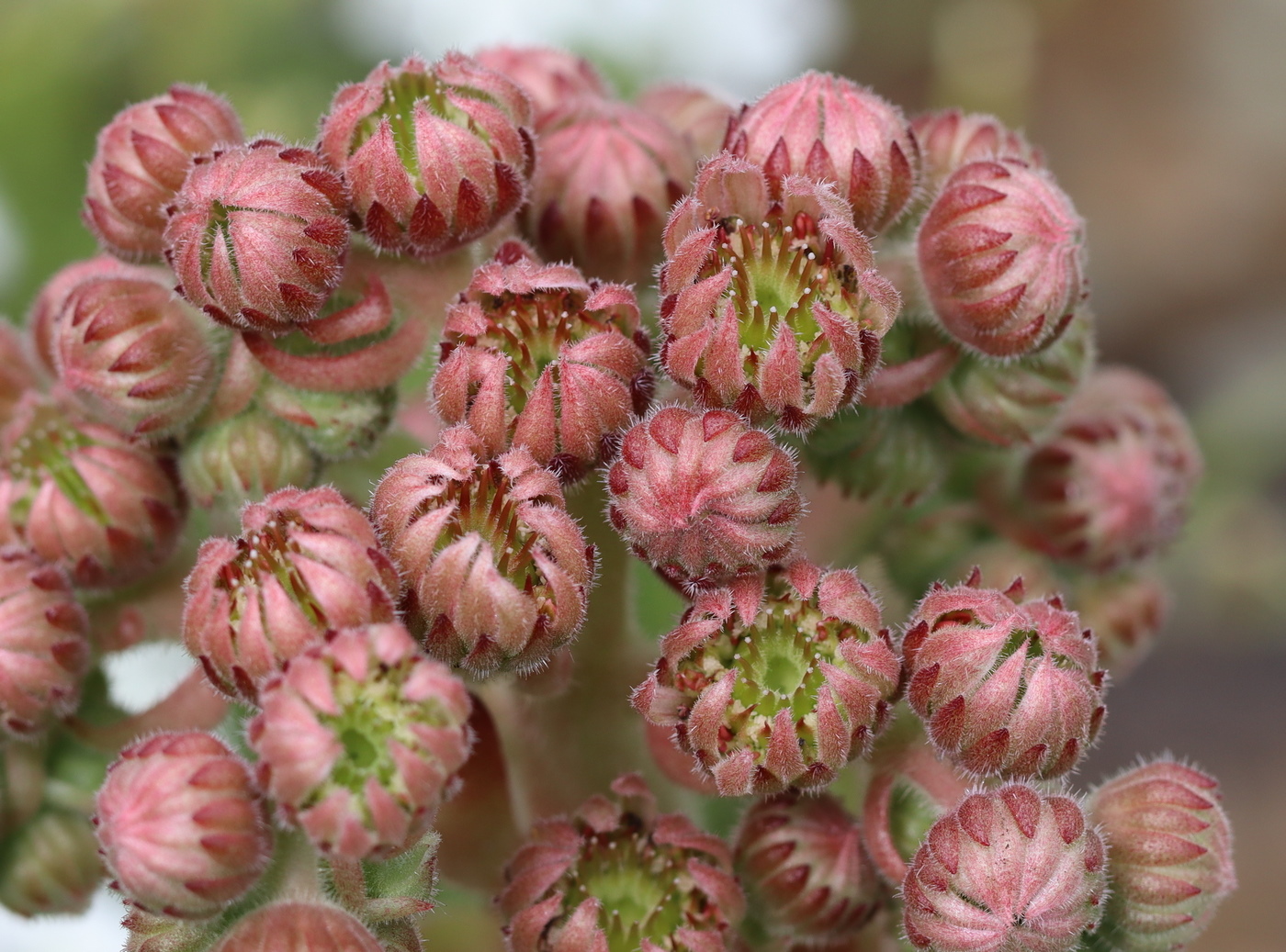 Изображение особи Sempervivum tectorum.