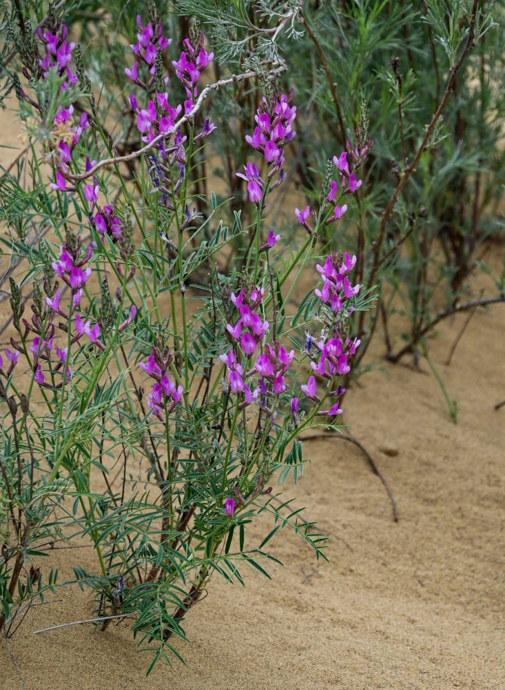 Image of Astragalus barbidens specimen.