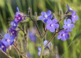 Anchusa azurea