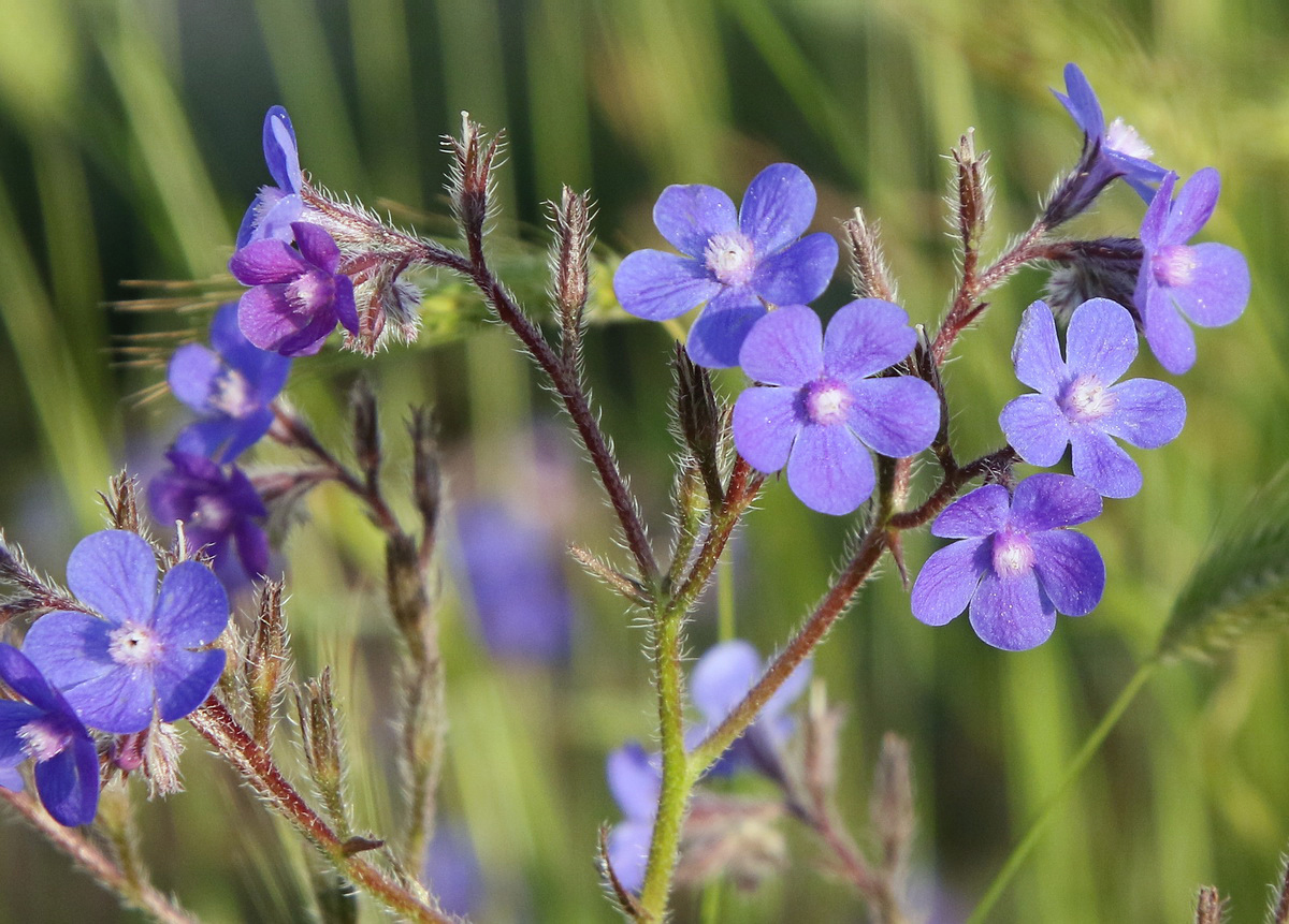 Image of Anchusa azurea specimen.