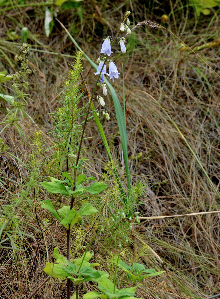 Image of Adenophora pereskiifolia specimen.